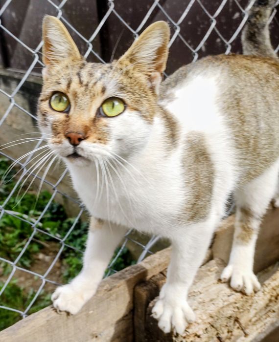 Adoptie gratuita responsabila pisic tanar