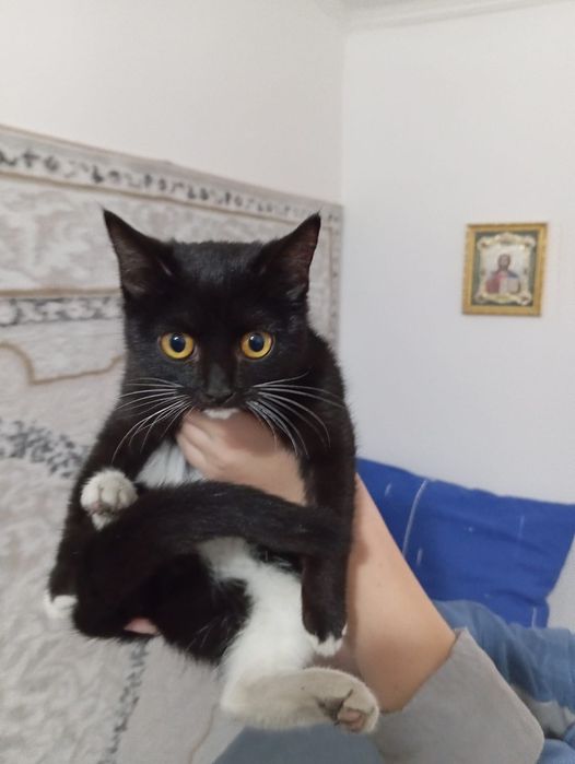 Котёнок в хорошие руки