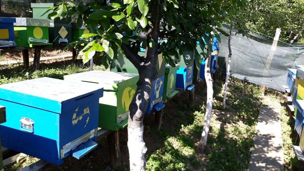 Vând familii de albine (carpatină)!