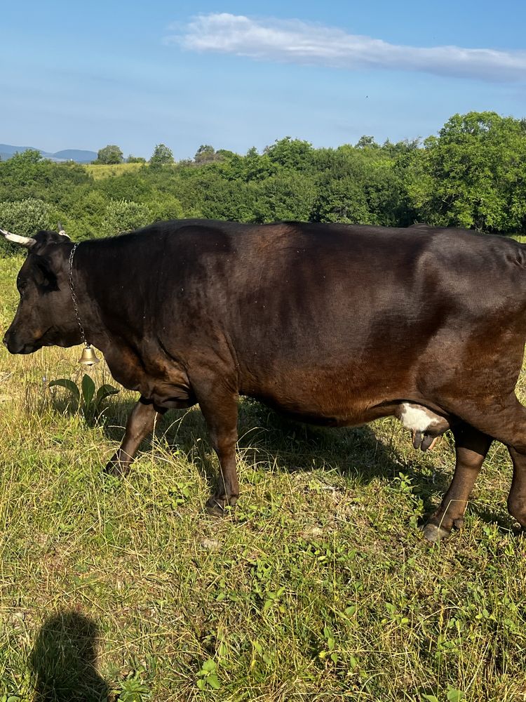 Vand vaca buna de lapte