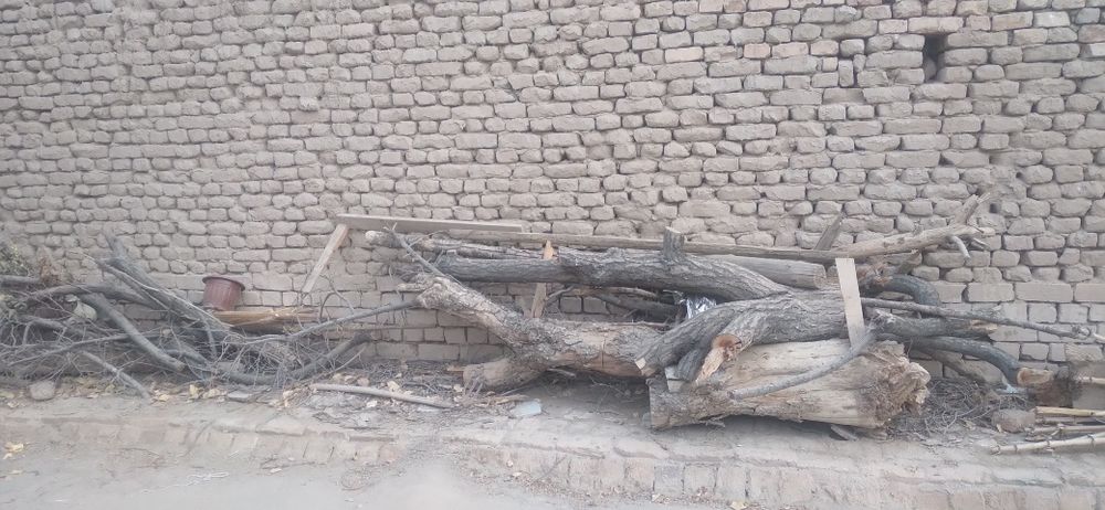 Тахтала одинлик олма касилган, арик касилган