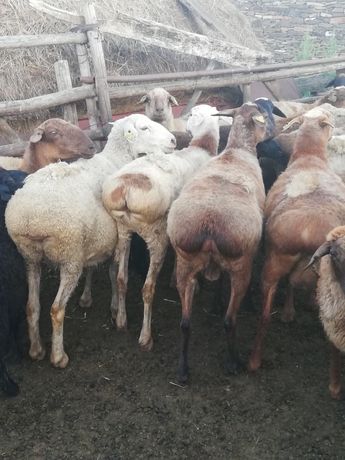 Продам баранов,овечек,токтушек упитанных с откорма