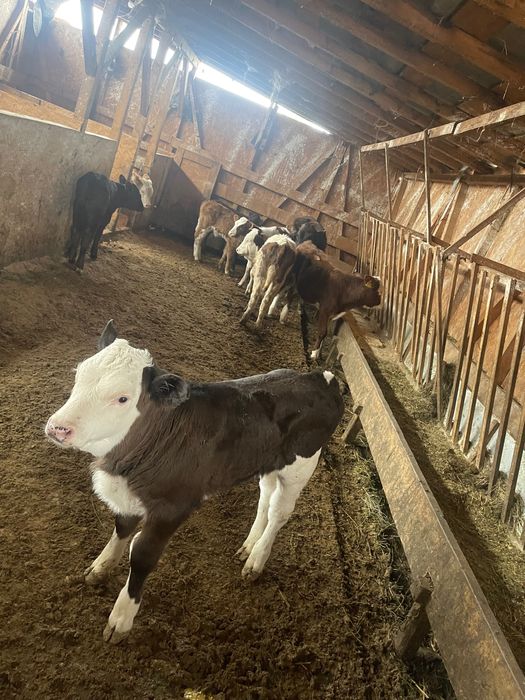 Vând urgent 9 vitele