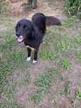 Donatie catea tip ciobanesc de paza