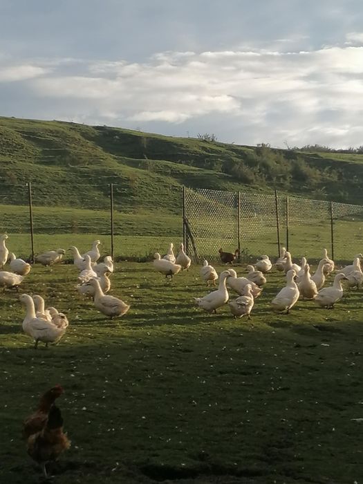 Vând rațe crescute la curte