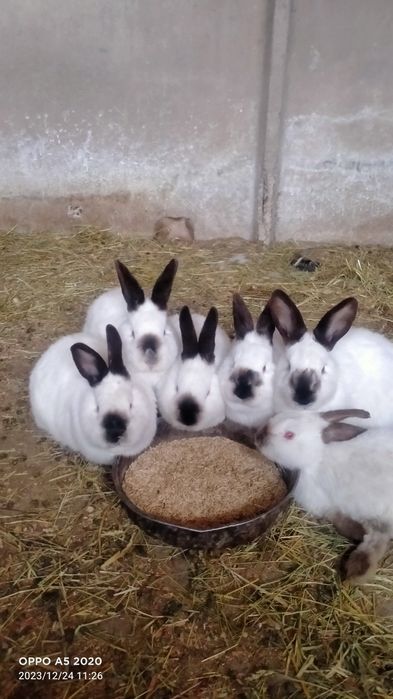 Калифорнийский кролик