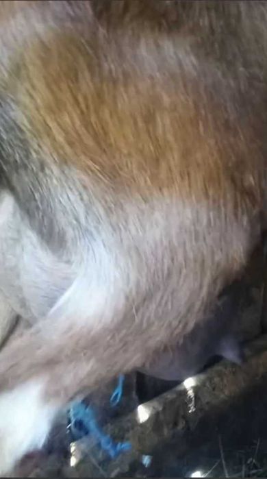 Vand caprita/iada alpina franceza 11 luni