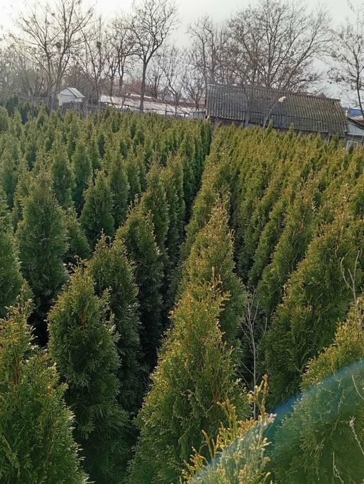 tuia  Biota-Reducere