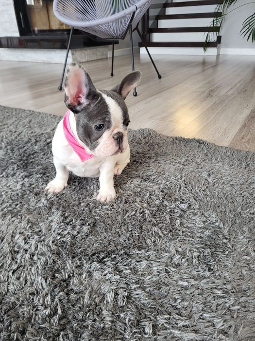 Bulldog francez blue pied