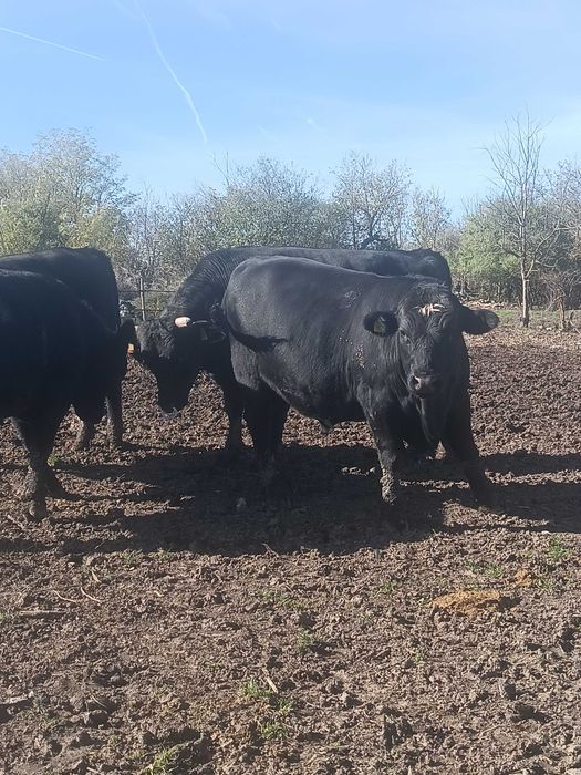 Мъжки телета месодайни