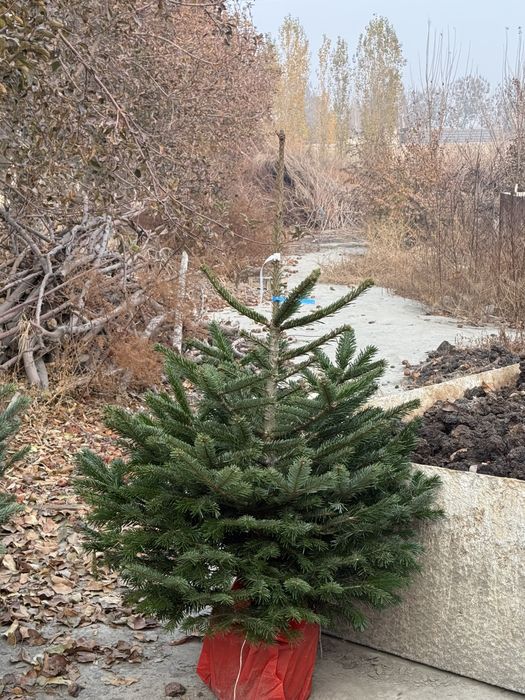 Голубые ели Оптом