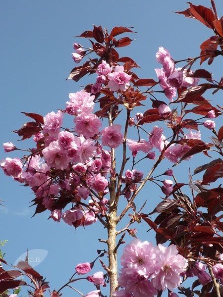 Cires Japinez Royal Burgundy