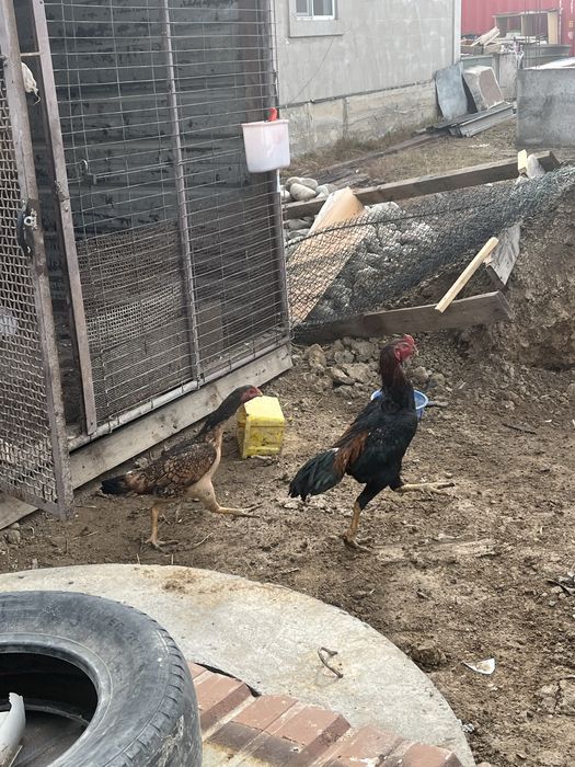 Петухи и валер голуб или собак