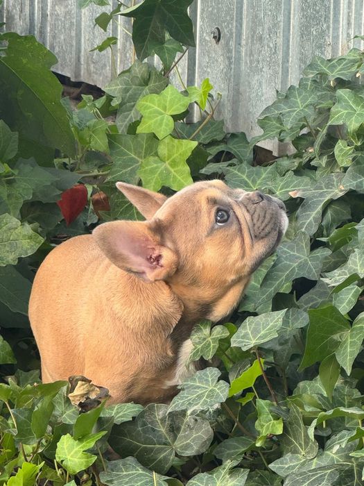 Bulldog francez: