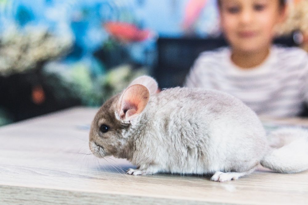 Chinchilla Sinsila Afro Violet/ Bej deschis și închis