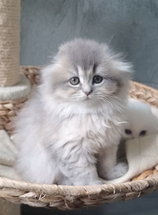 Schottish fold longhair