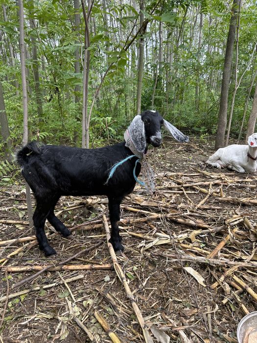 Vand capra Anglonubiana