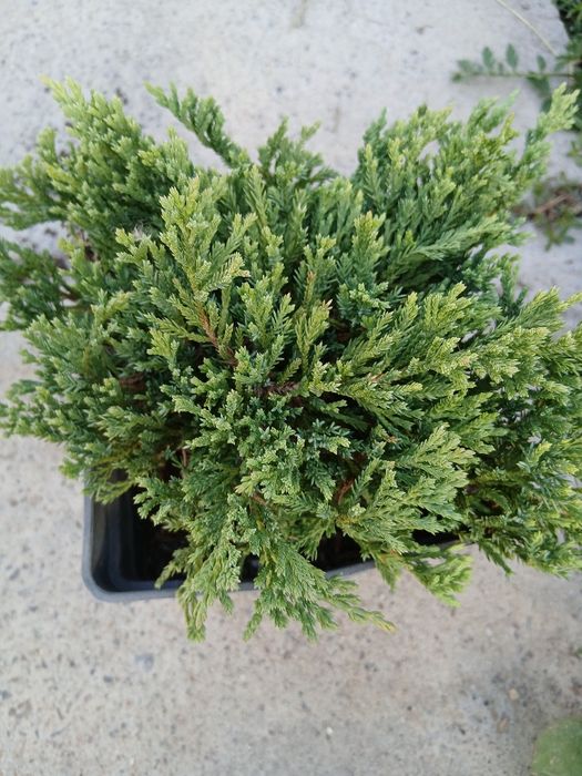 Туя               ..