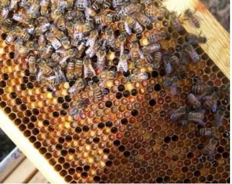 Păstură 2025 -GARANTIA CALITATII,  Polen CRUD / USCAT, Propolis