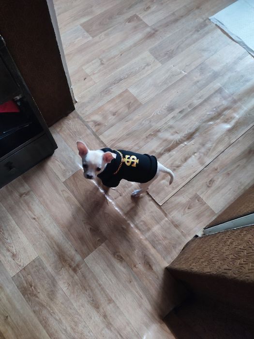 Продавам кученце Чихуахуа Пинчер