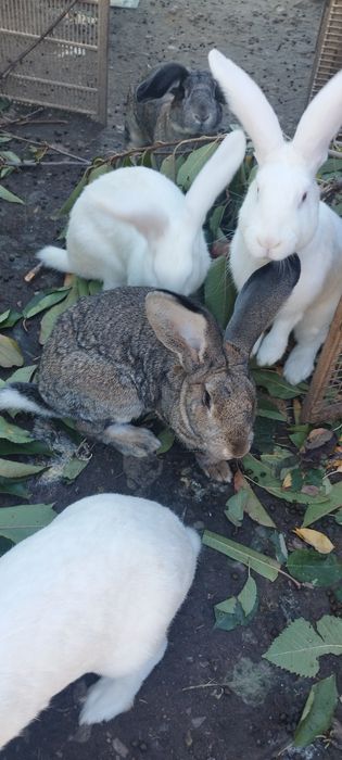 Vând iepuri belgieni