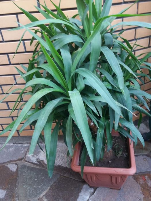 Домашнее растение