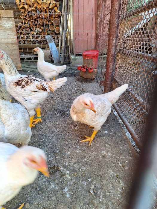 Combatant indian urias