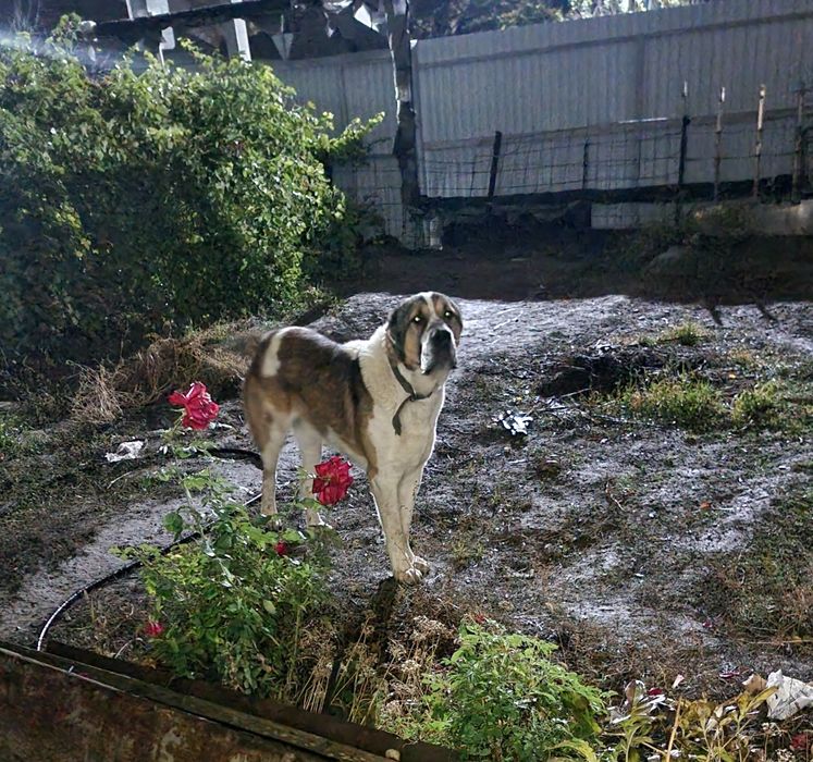 Алабай. Кобель 3 года для вязки. Сама собака не продается