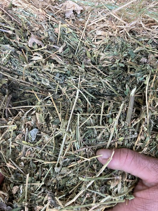 Baloti lucerna verde OFER TRANSPORT