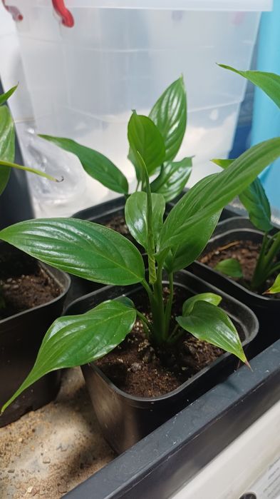 Женское счастье (Спатифиллум)