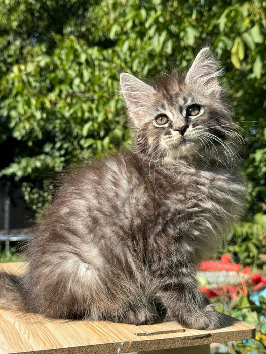 Мейн Куун Котки шоу-клас от елитен