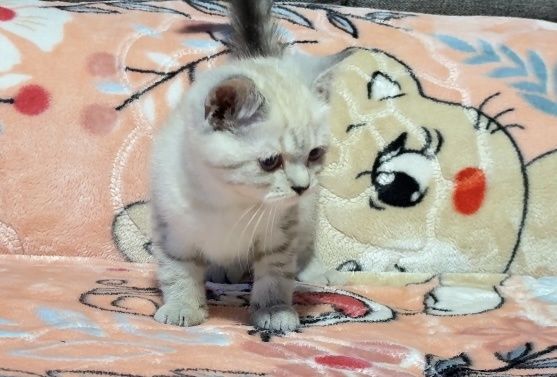 Британска късокосместа момче