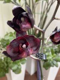 Орхидея фаленопсис Черный лебедь, Сладкая девочка, Биг лип