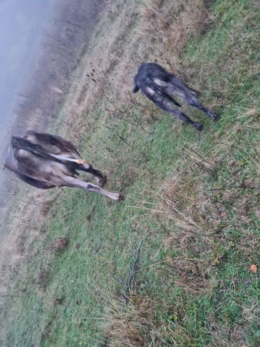 Vand juninca bruna cu vitea