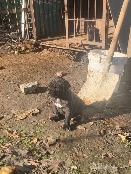 Продават се кученца кане корсо