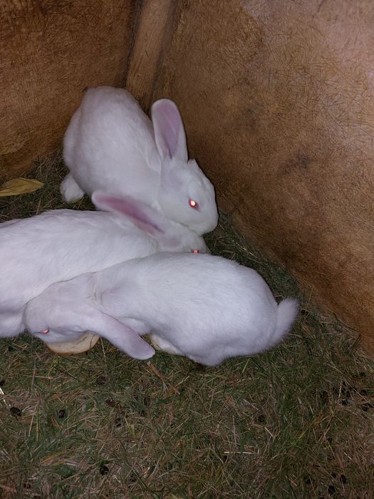 Vând iepuri uriași belgieni!