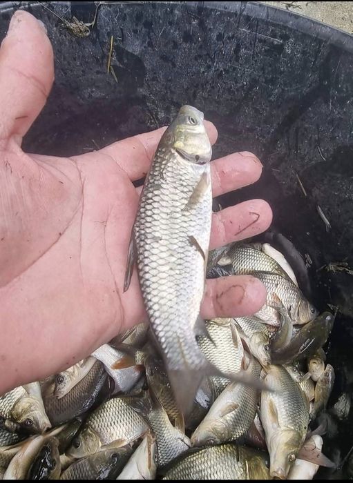 Peste , puiet crap , cteno , amur , fitofag