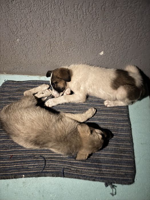 Donez căței foarte iubitori