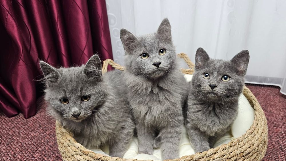 Pisici superbi gri integral, Nebelungi