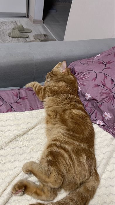 Отдам кота в добрые руки