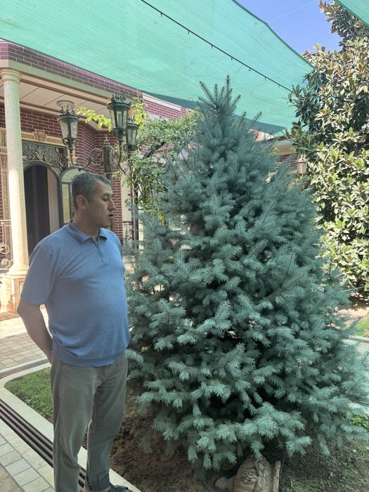 Голубая Ель (Picea pungens Glauca)
