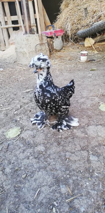 Chipor yaponchalar Sotiladi