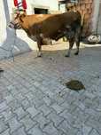 shimb vaca cu lapte gestanta cu vaca de abator