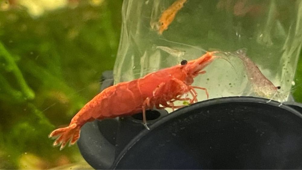 Krivetka sotiladi qizil limonniysi bor