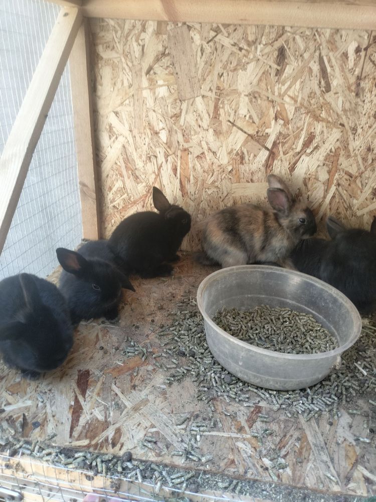 Quyon bolalari va onasi sotiladi.