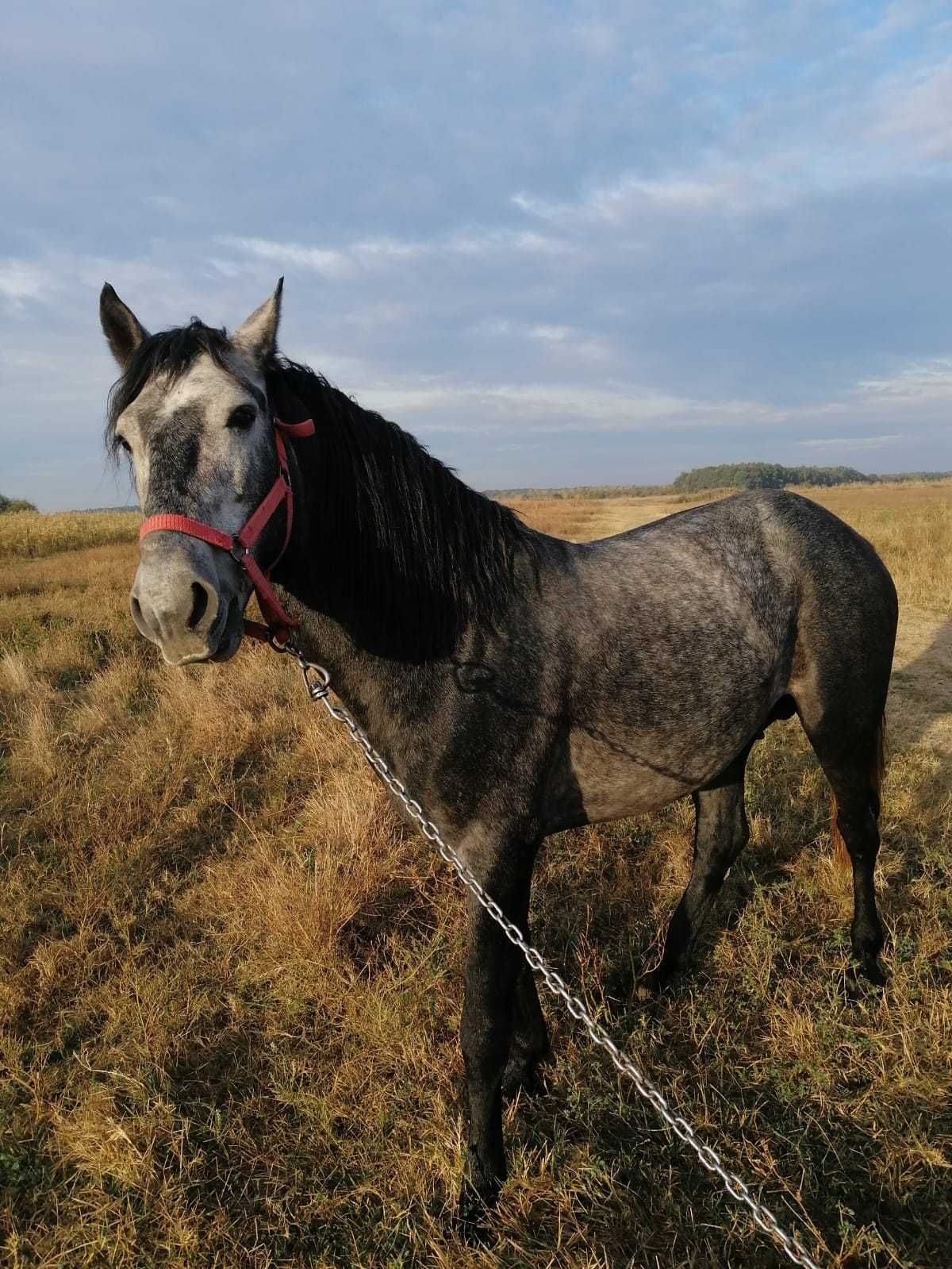 Vand Cal armasar sur. Detalii la nr de tel