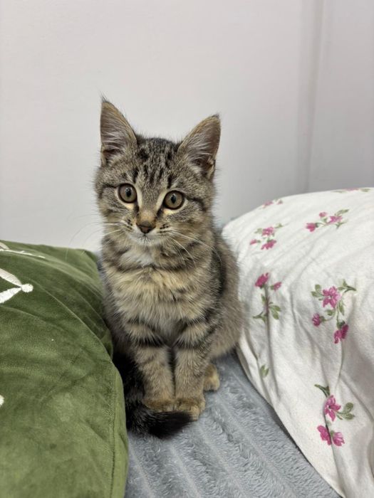 Котенок мальчик