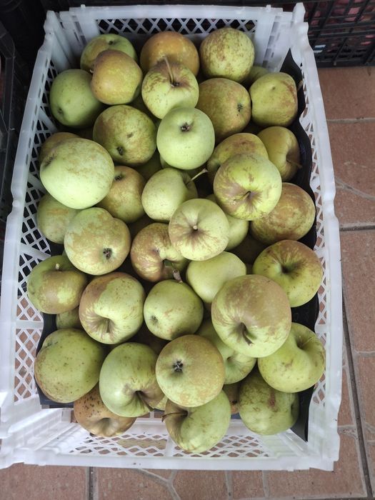 Mere roșii și golden în Buzău