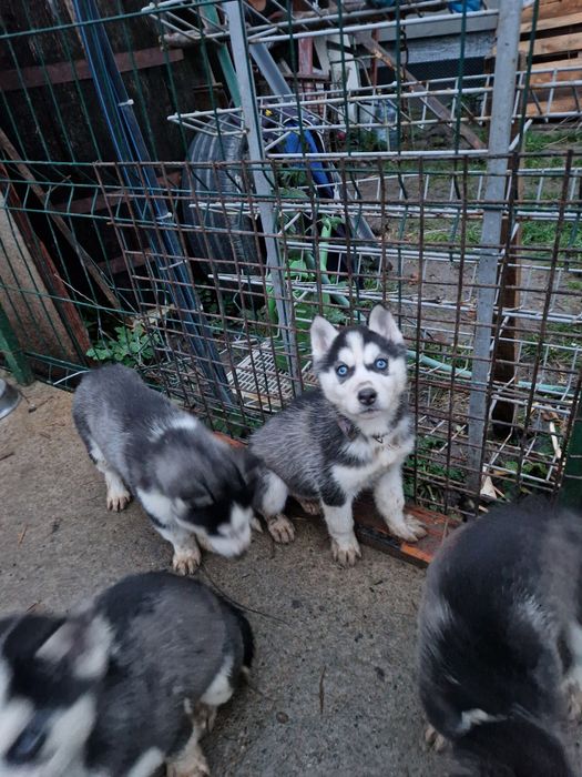 Pui husky siberian