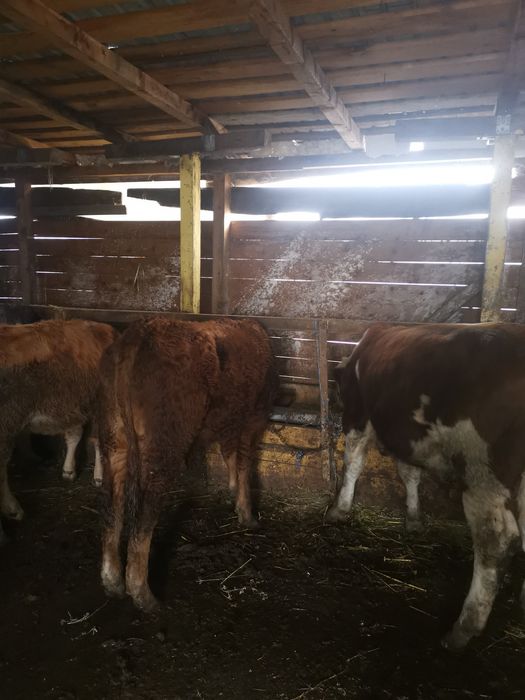 Vand 2 tauri de rasa